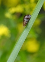 Tiere_DDC2929 Kopie